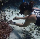 Аспирантка Стэнфордского университета Rachael Bay берёт образцы коралловой колонии Acropora hyacinthus в National Park of American Samoa
